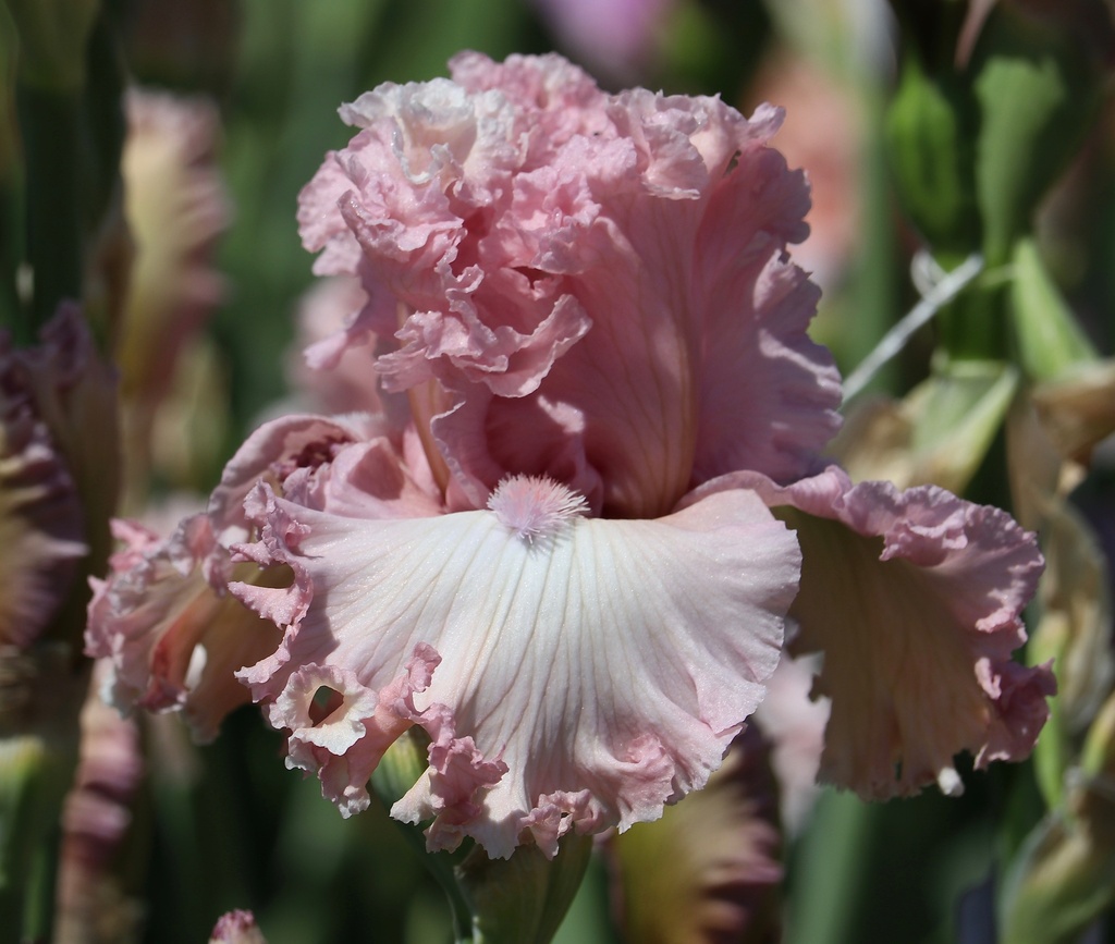 Found A Love | Mid-America Garden